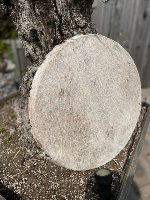 Sjamenendrum geit 50 cm