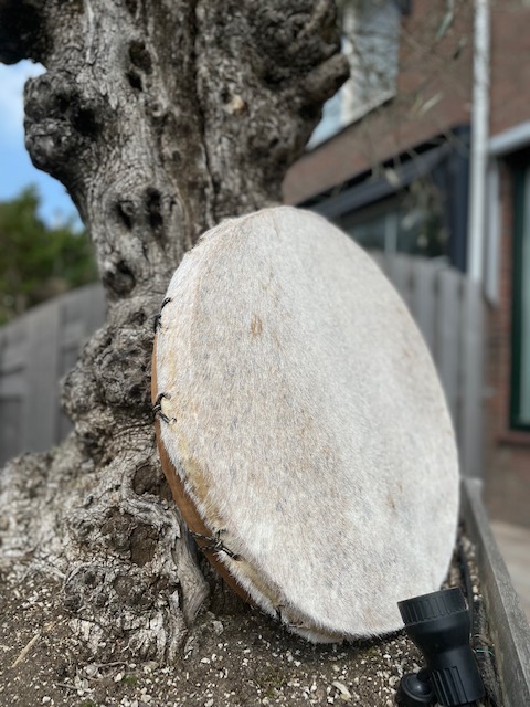 Sjamenendrum geit 50 cm