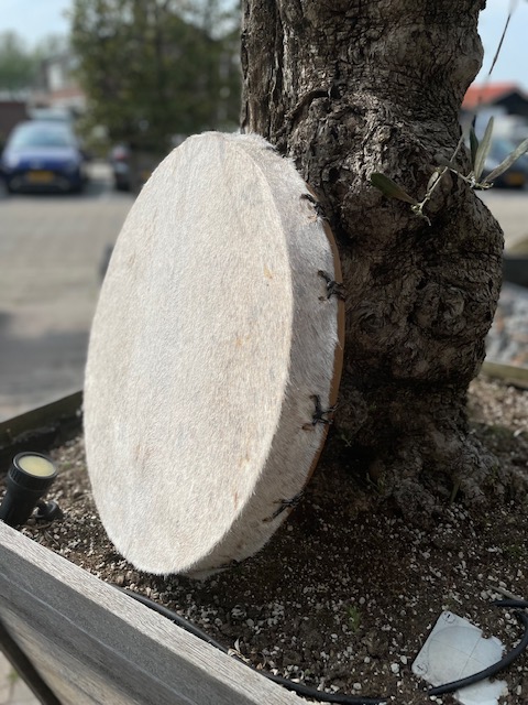 Sjamenendrum geit 50 cm